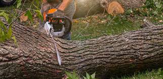 Professional Tree Services in Decatur, IN